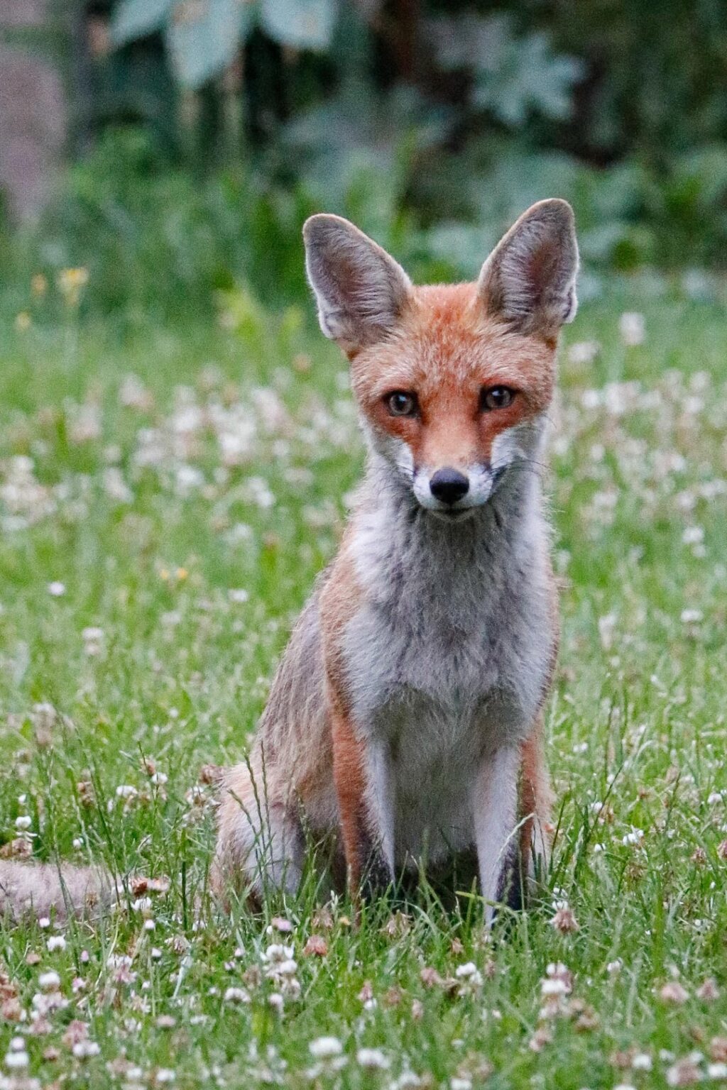 Unser täglicher Besucher