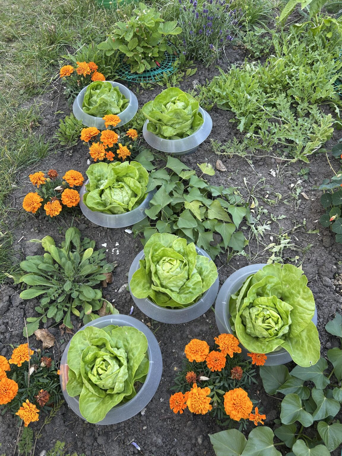 Wann Salatköpfe ernten?
