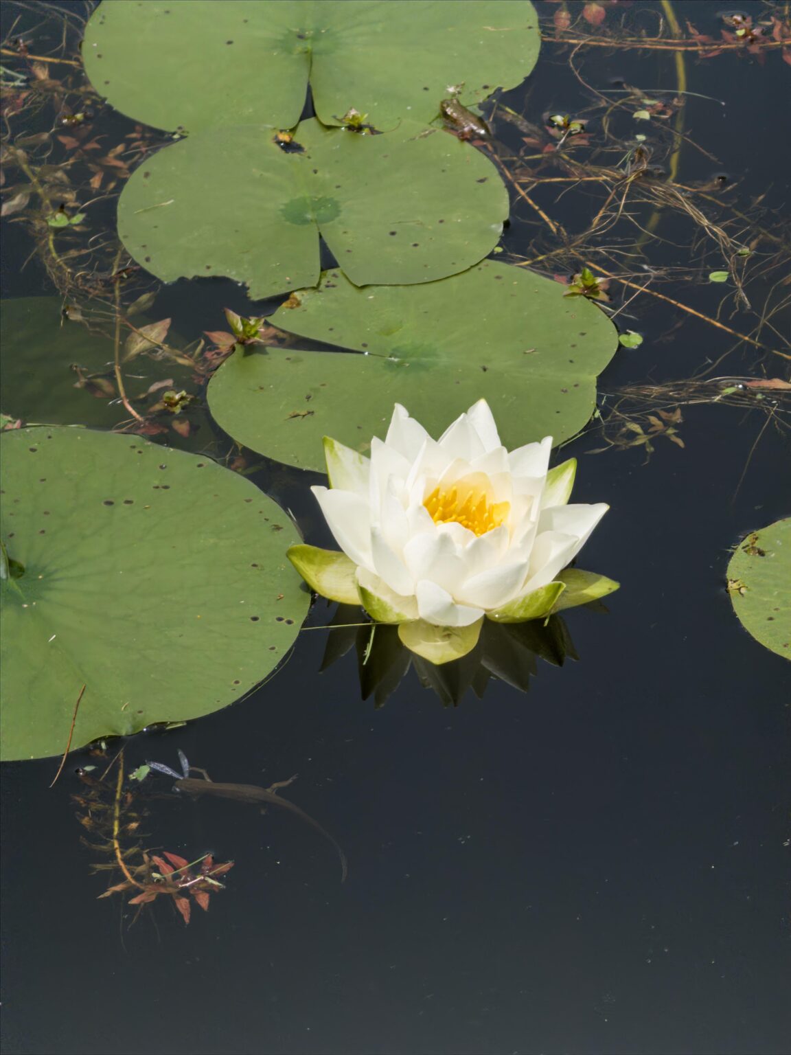 Seerose Seerose