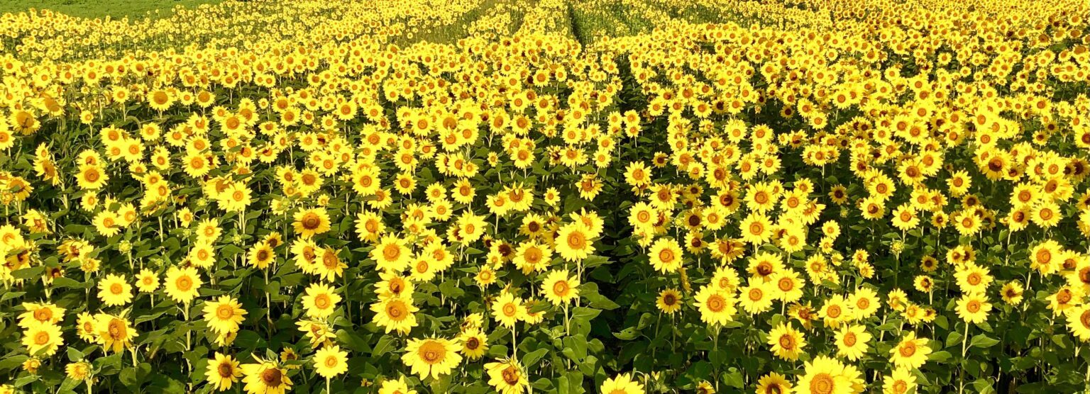 Sonnenblumen so weit wie das Auge sehen können