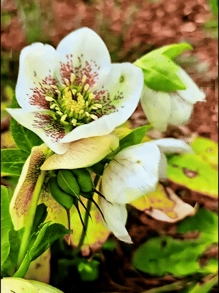 Eine Fastenrose (glaube ich?) Im Wind