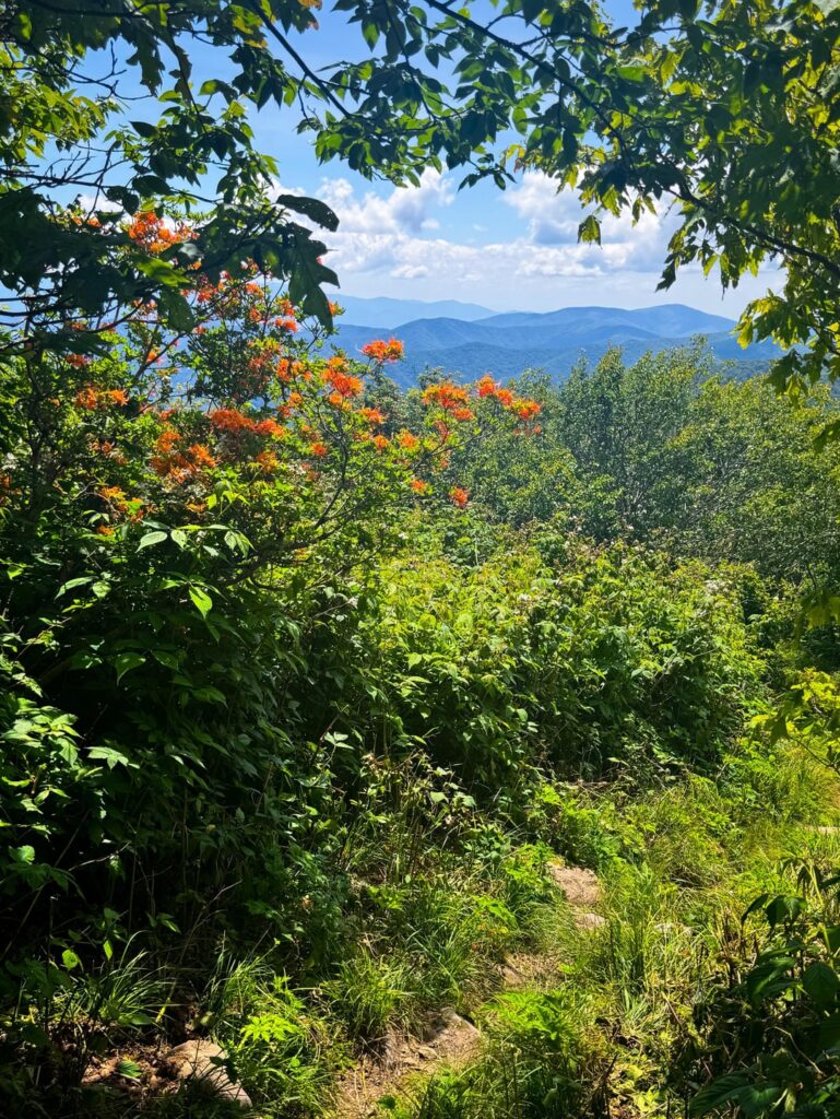 Flame Azaleas, Rocky Top & Thunderhead MTN im Smokies