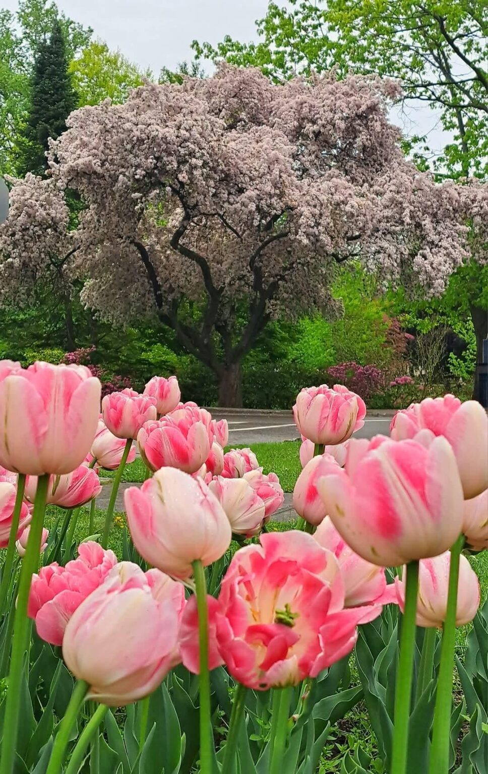 Kältester Frühling seit 60 Jahren (Niagara-On-the-Lake)