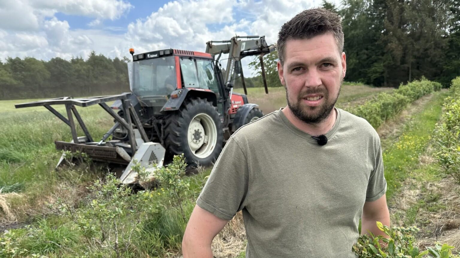 Es kann nicht bezahlen, sie auszuwählen: Tonnen von Blaubeeren sind verloren