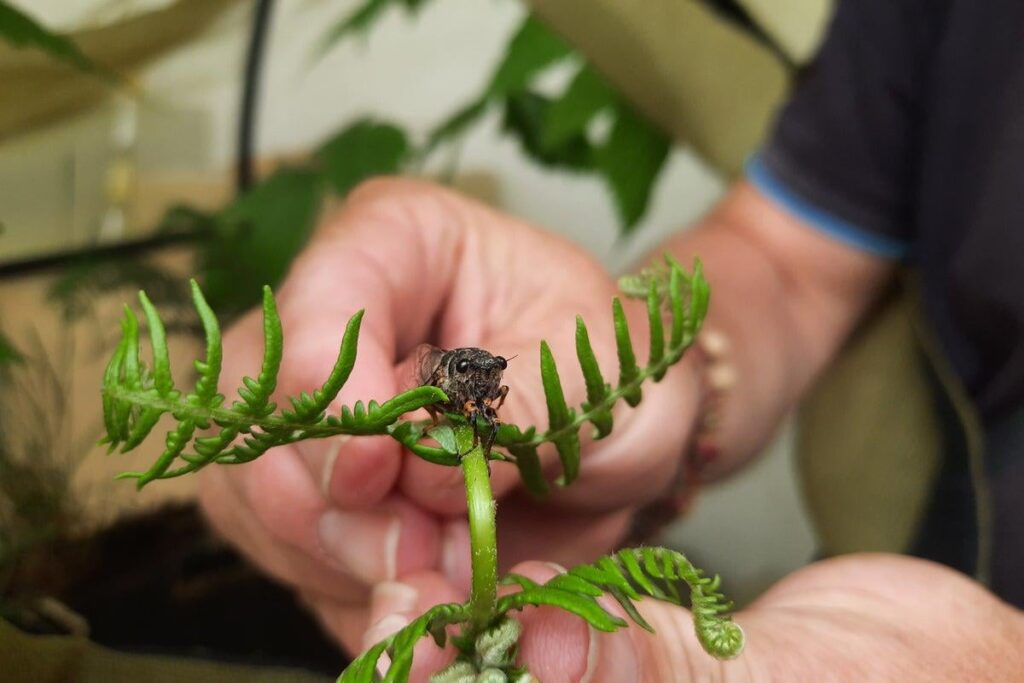 Ausgestorbene Insekten kehren nach Großbritannien zurück: "Sie bringen sie von den Toten zurück"