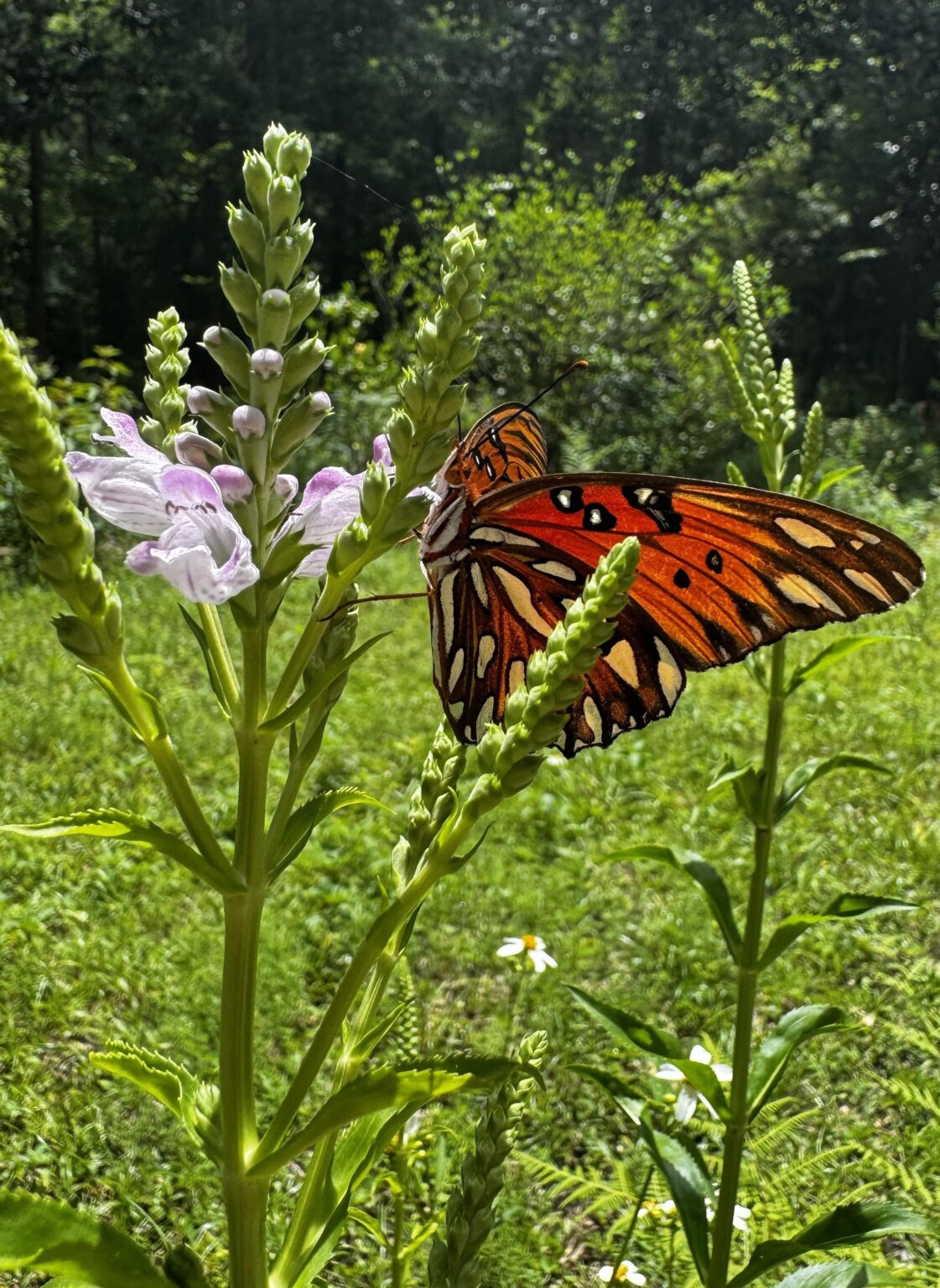 Schmetterlingsbesuch