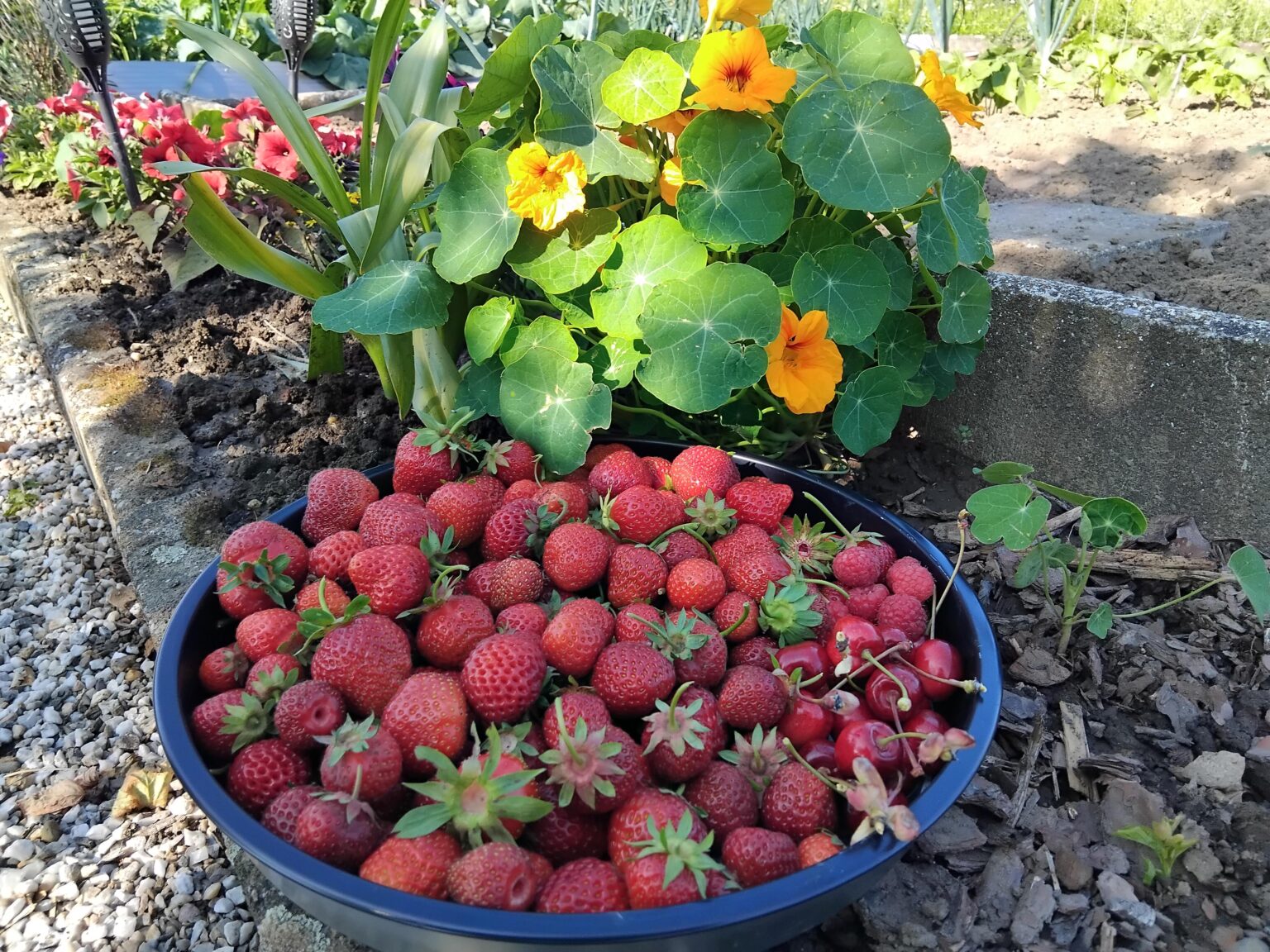 Auch in den klimatisch eher kühlen Regionen Deutschlands, beginnt jetzt die Erntezeit.