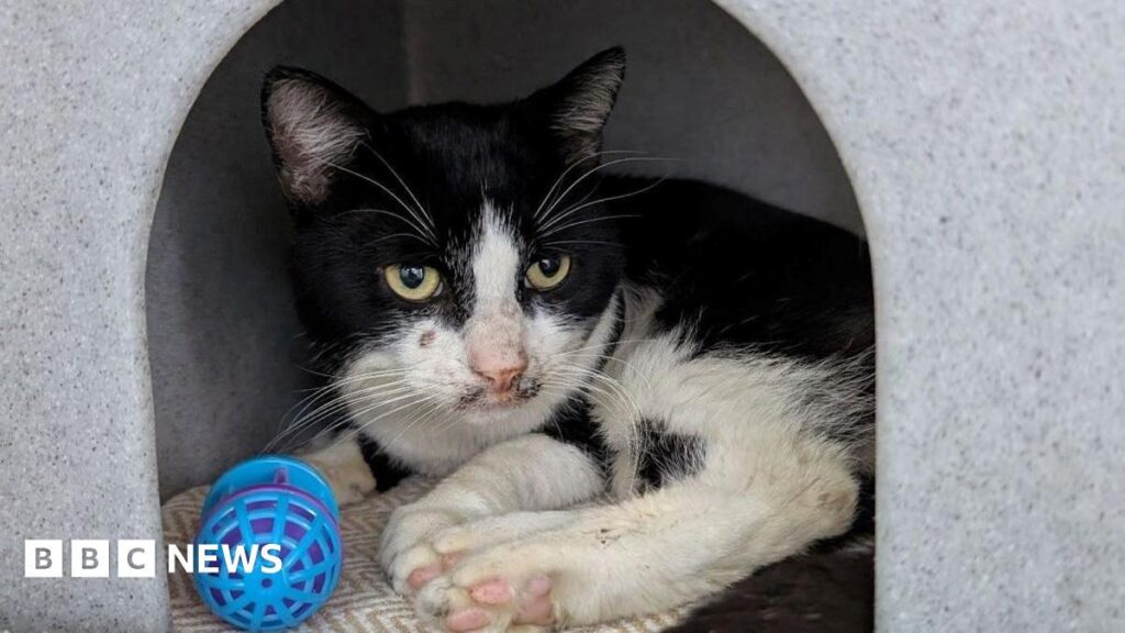 'Held' Teen rettet Katze aus Gangangriff in Smethwick