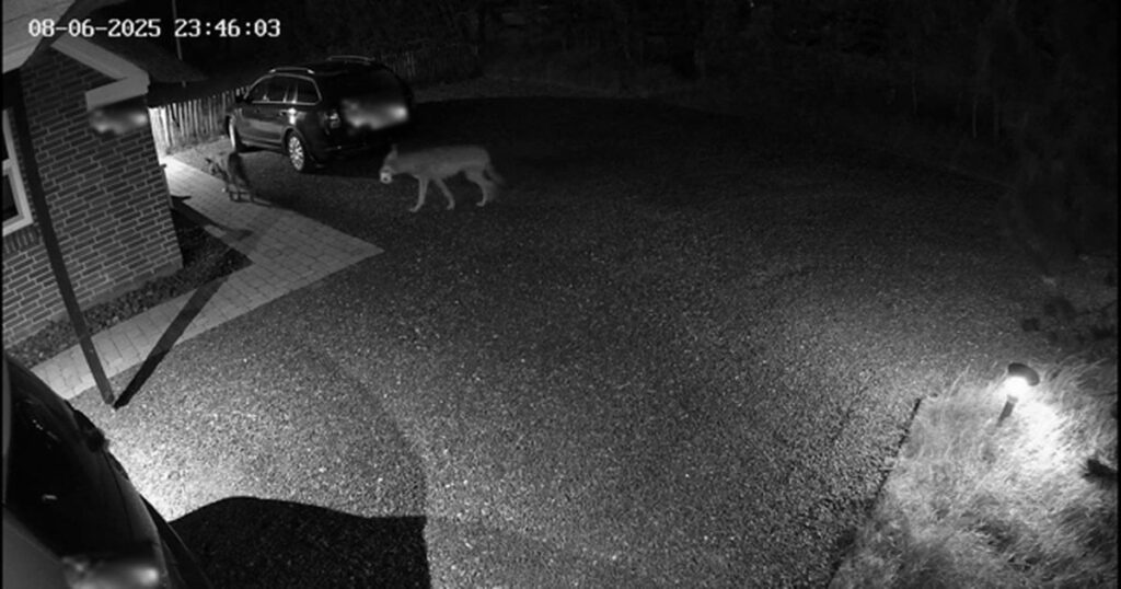 Mogene schlief auf der Couch: Einen Moment später sah er drei Wölfe an der Haustür des Cottage Mogene schlief auf der Couch: Einen Moment später sah er drei Wölfe an der Haustür des Cottage