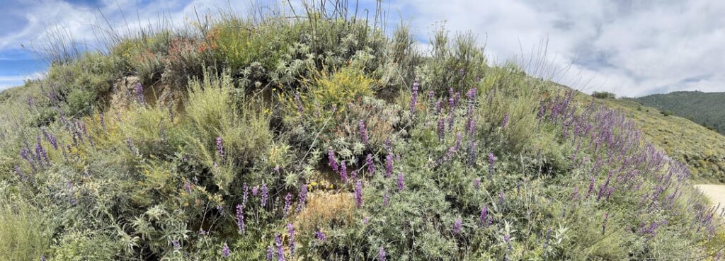 Palomar Mtn, San Diego
