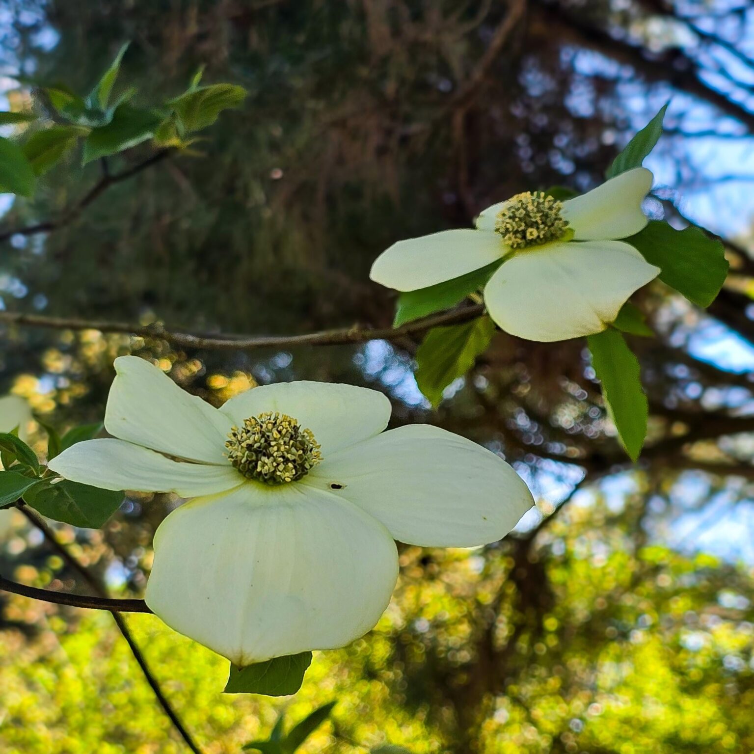 Liebe diese PNW -einheimischen Blumen so sehr, dass ich sie tätowiert habe.