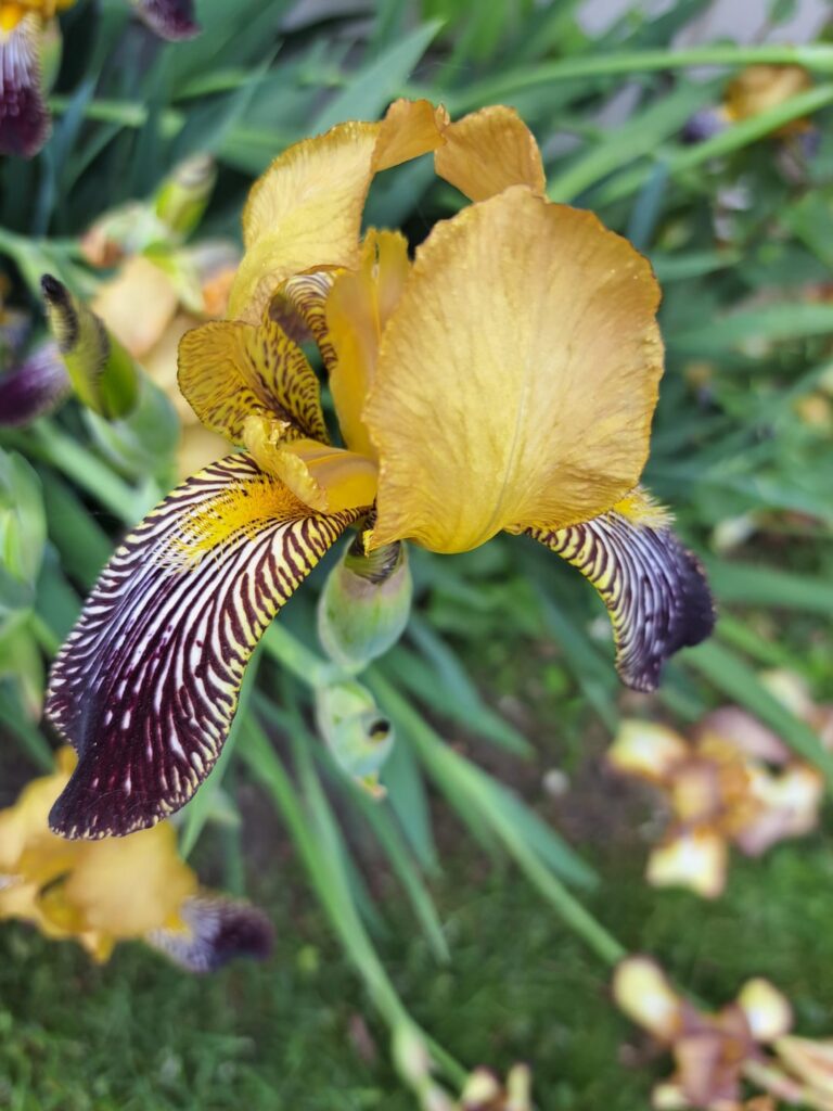 Mehr Iris ...