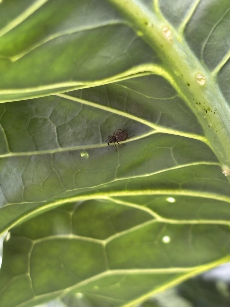 Was für Schädlinge sind das ? Was für Schädlinge sind das ?
