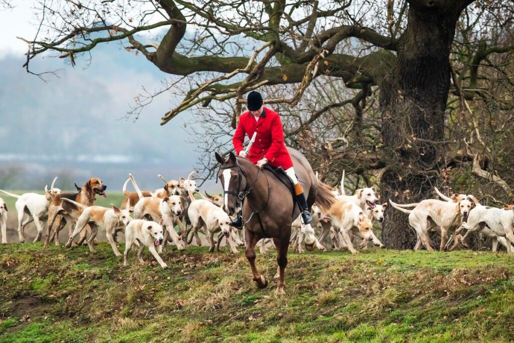 Hunt Hounds verfolgte und griffen Haustierkatzen, Hunde, Pferde, Esel und Alpakas an, heißt es in Bericht
