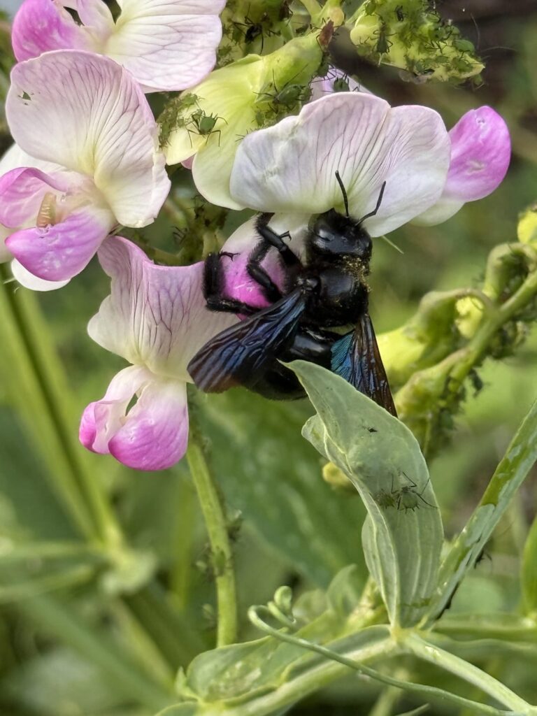 Was für eine Art Biene ist das?
