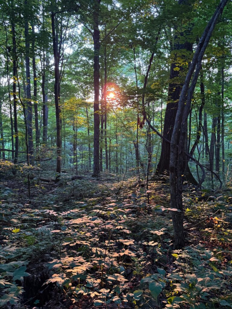 Gloaming Woodlands