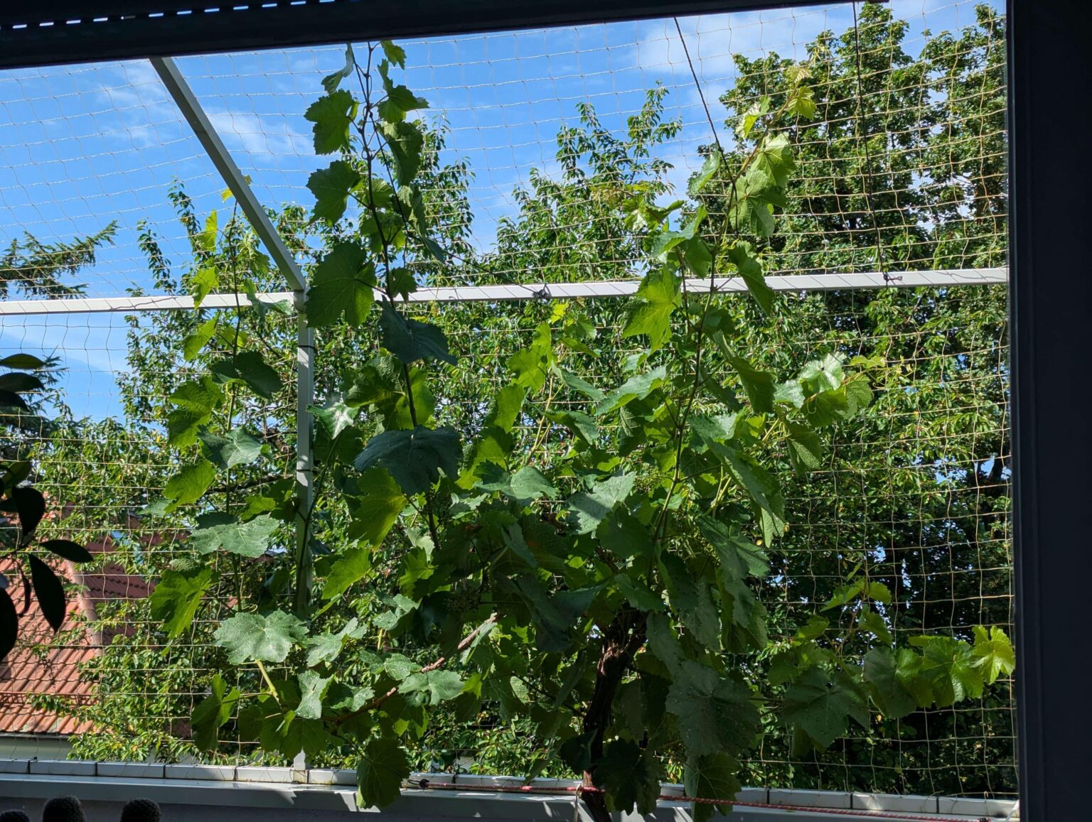 Wein als Sichtschutz.