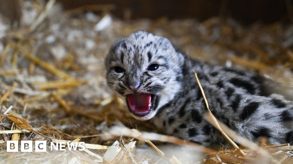 Kents seltener Schnee -Leopard -Cub stirbt nach nur einem Monat - BBC News