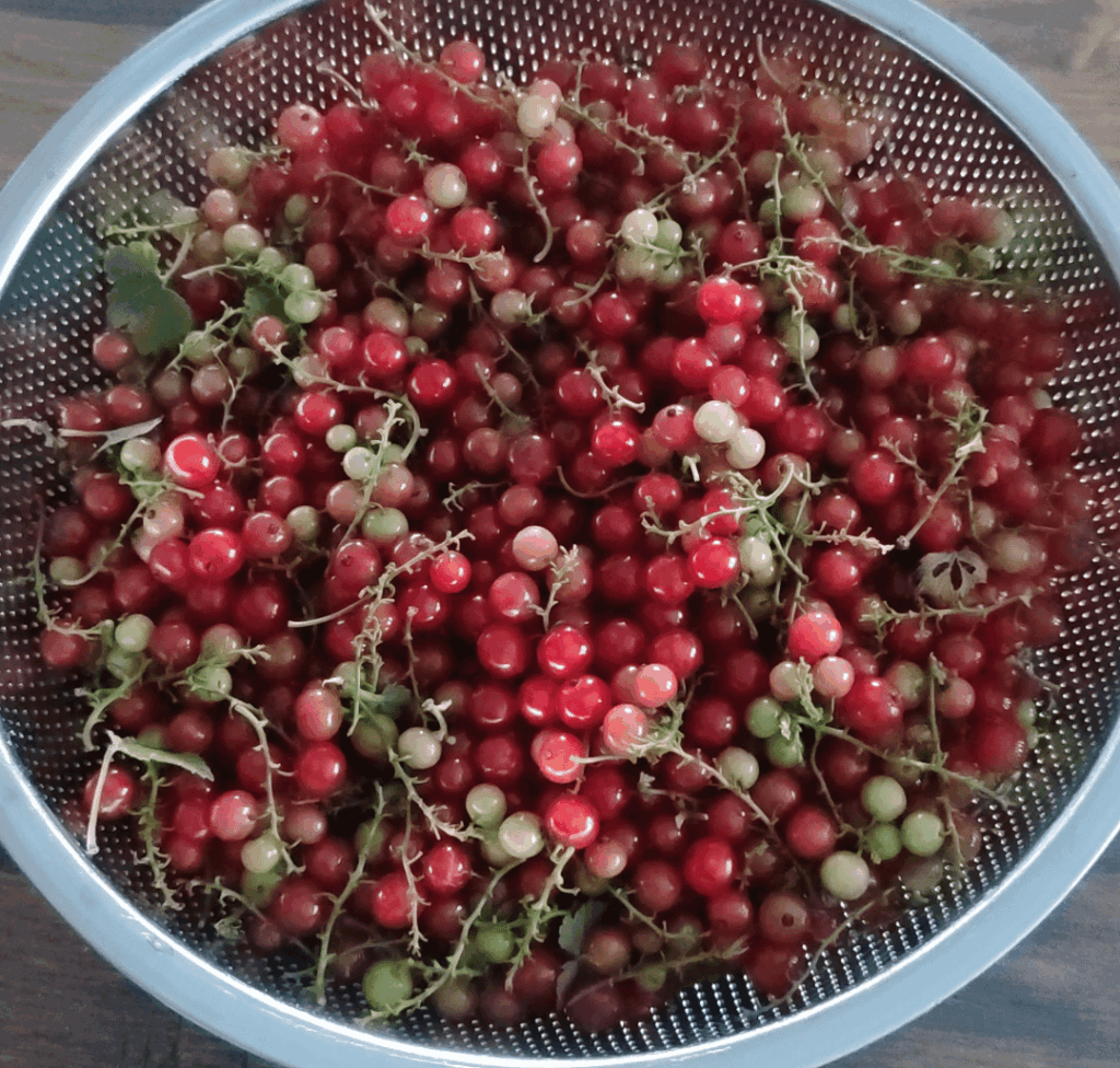 Johannisbeeren 😋