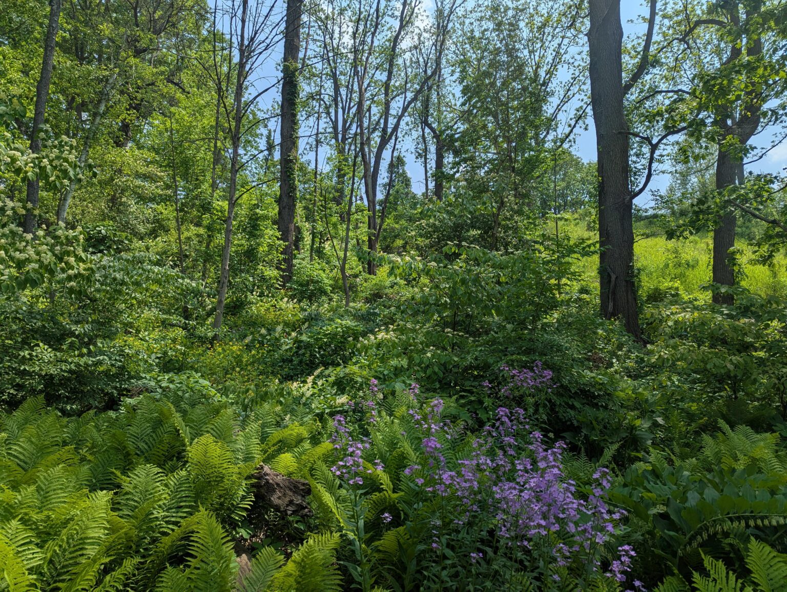 Wandern im Süden von Ontario in der Nähe von Niagara Falls kennt jemand den Namen dieser Blumen?