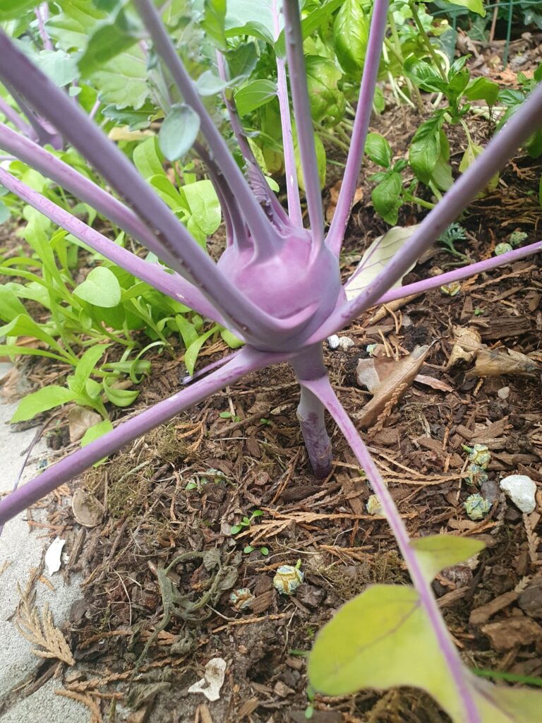 Jemand eine Ahnung wieso meine Kohlrabi auf "Stelzen" wächst?