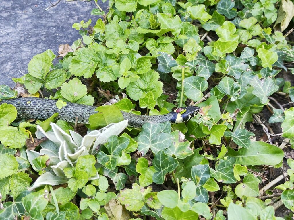 Neuen Gartenbewohner entdeckt