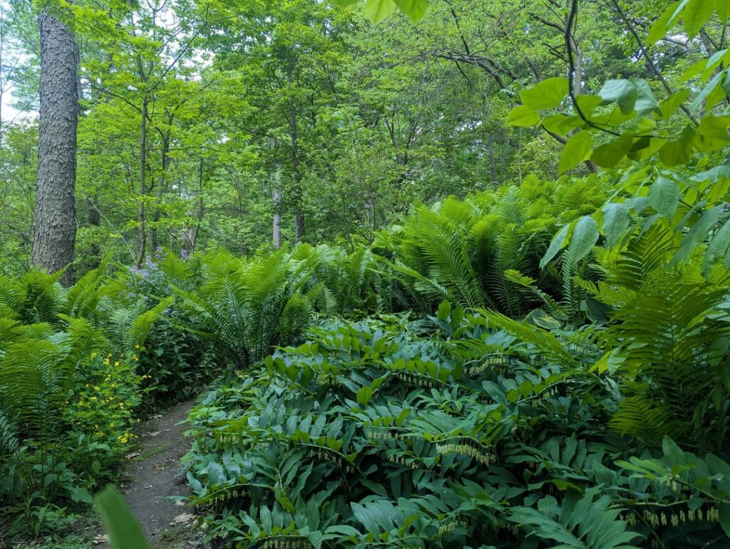 Southern Ontario Naturschutzgebiet, ich liebe Farne und wilde Blumen