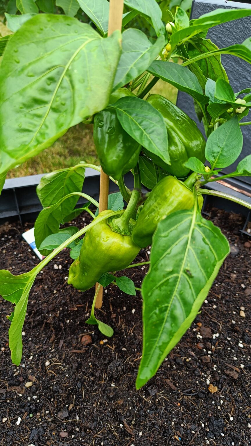 Meine Paprika macht sich gut so weit