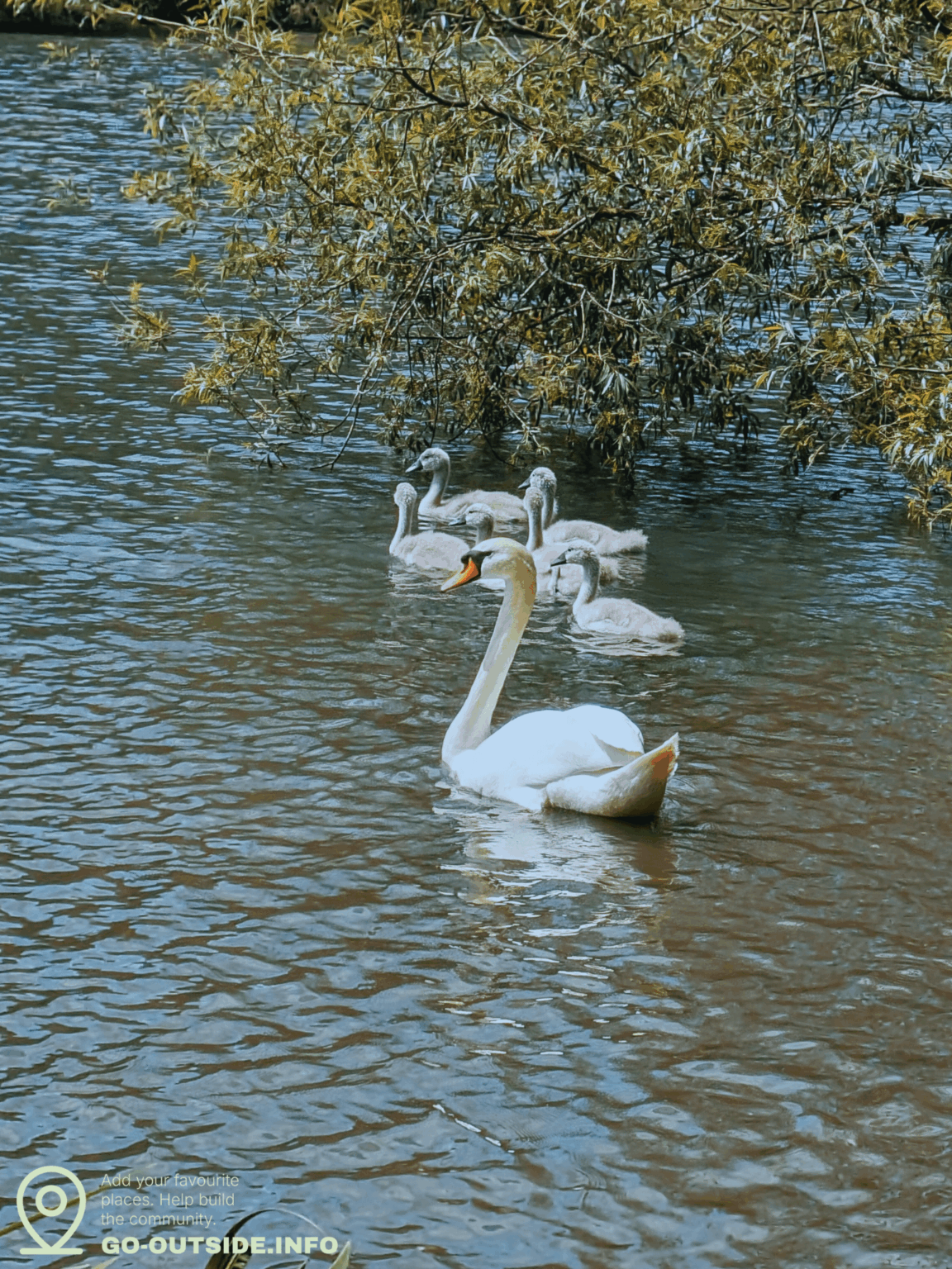 Swan in Newmillerdam