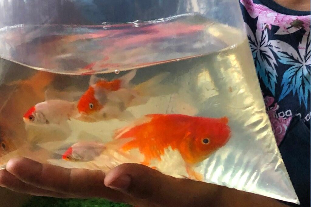 RSPCA fordert das Verbot von Goldfisch als Preise bei Funfairs