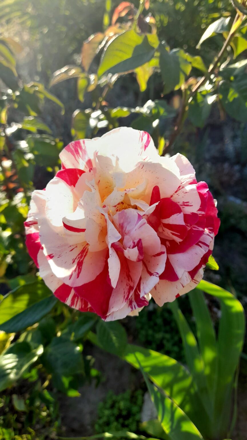 Hast du jemals eine Rose so gesehen?