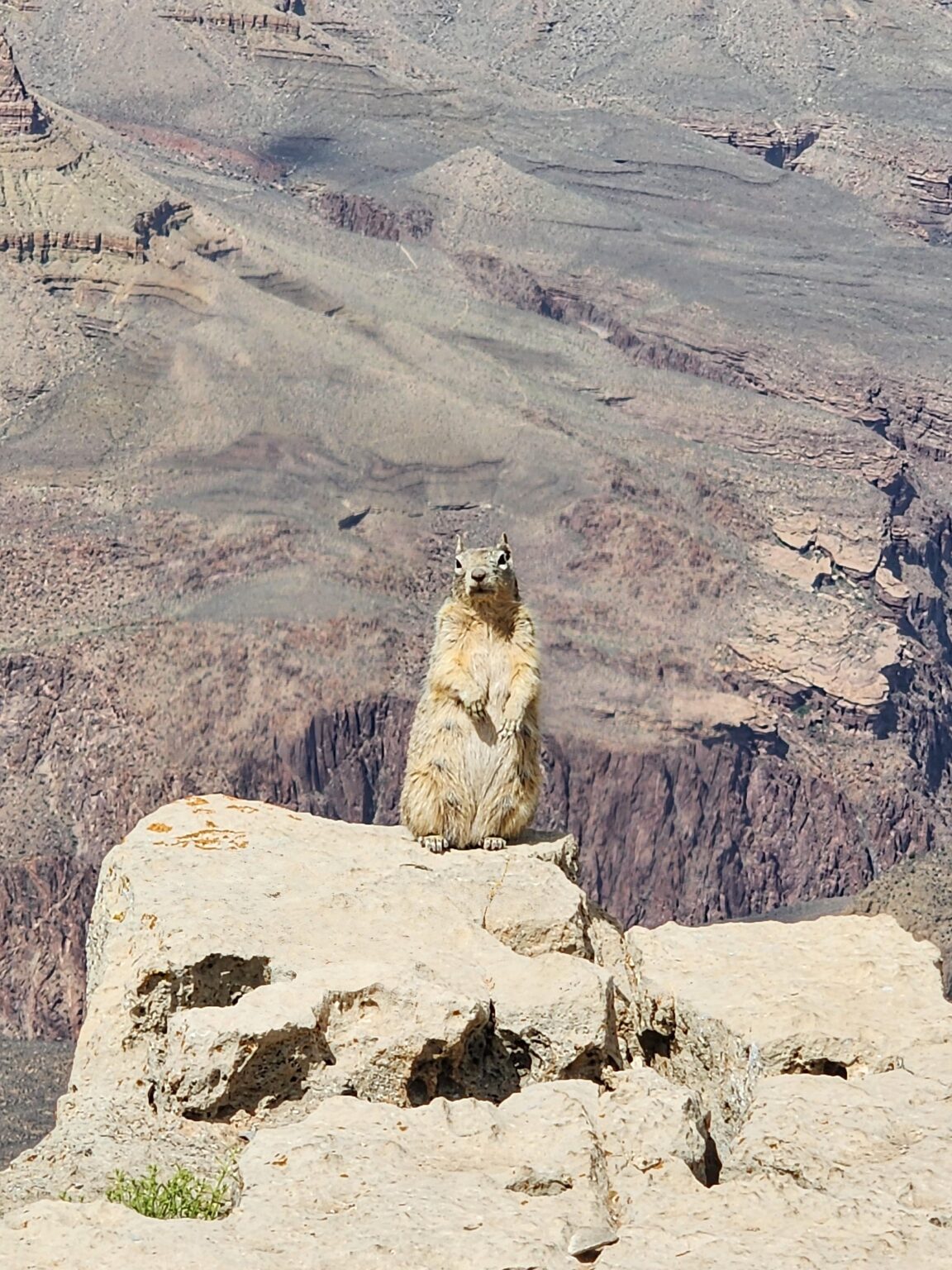 Fing diesen charismatischen kleinen Kerl im Grand Canyon auf
