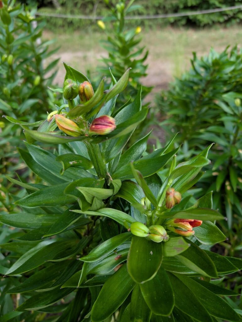 Asiatische Lilien ohne Blüten