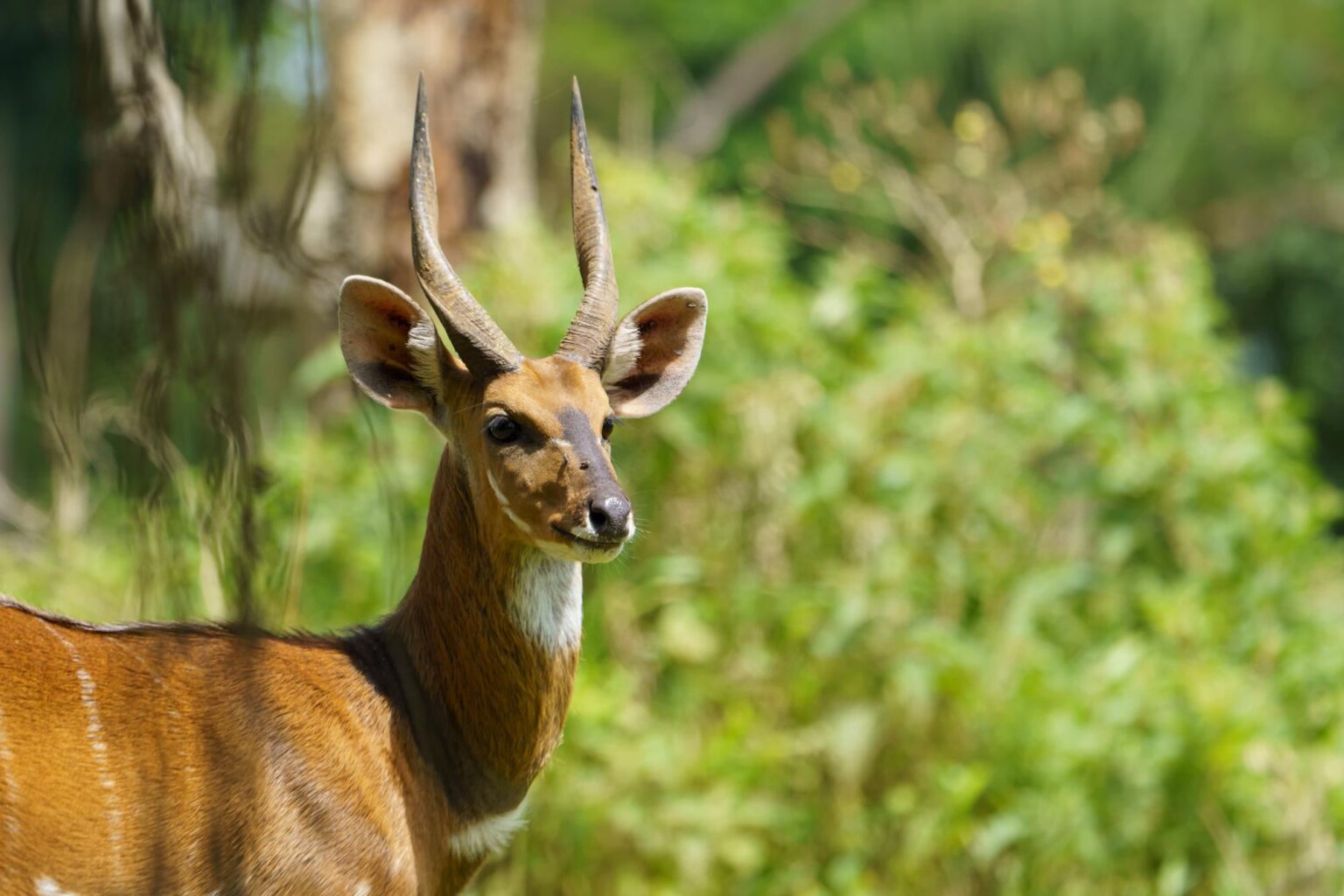 Ich musste einfach ein Foto von diesem Bushbuck machen, während ich auf einem Naturweg spazieren ging
