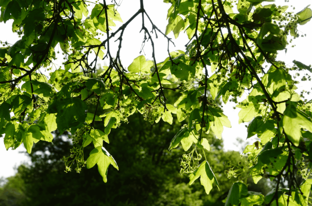 Sommertag unter einem Baum