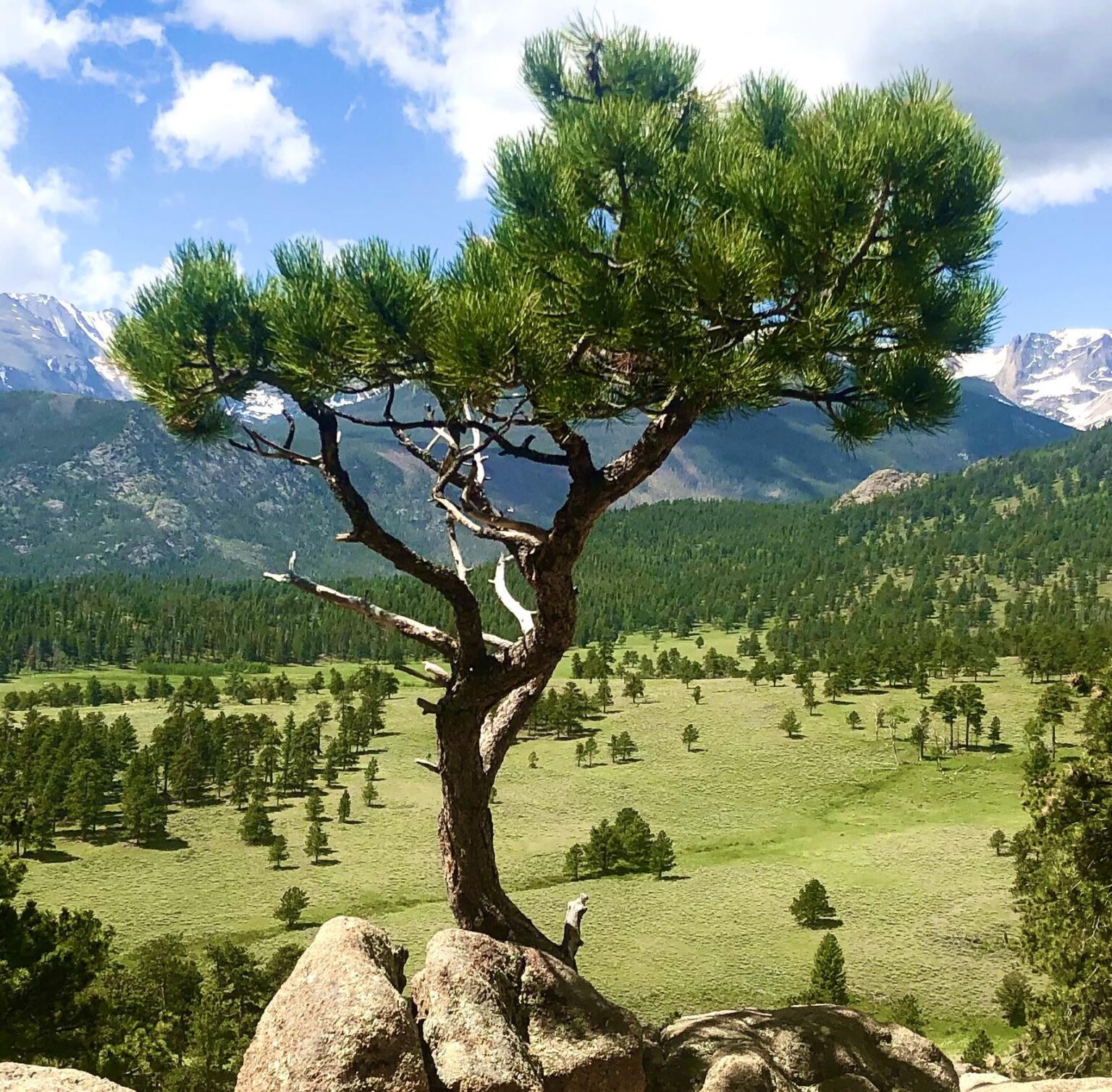Blick auf den Rocky Mountains National Park und einen Bonzai -Baum aus dem Deer Mountain Trailhead westlich des Estes Parks