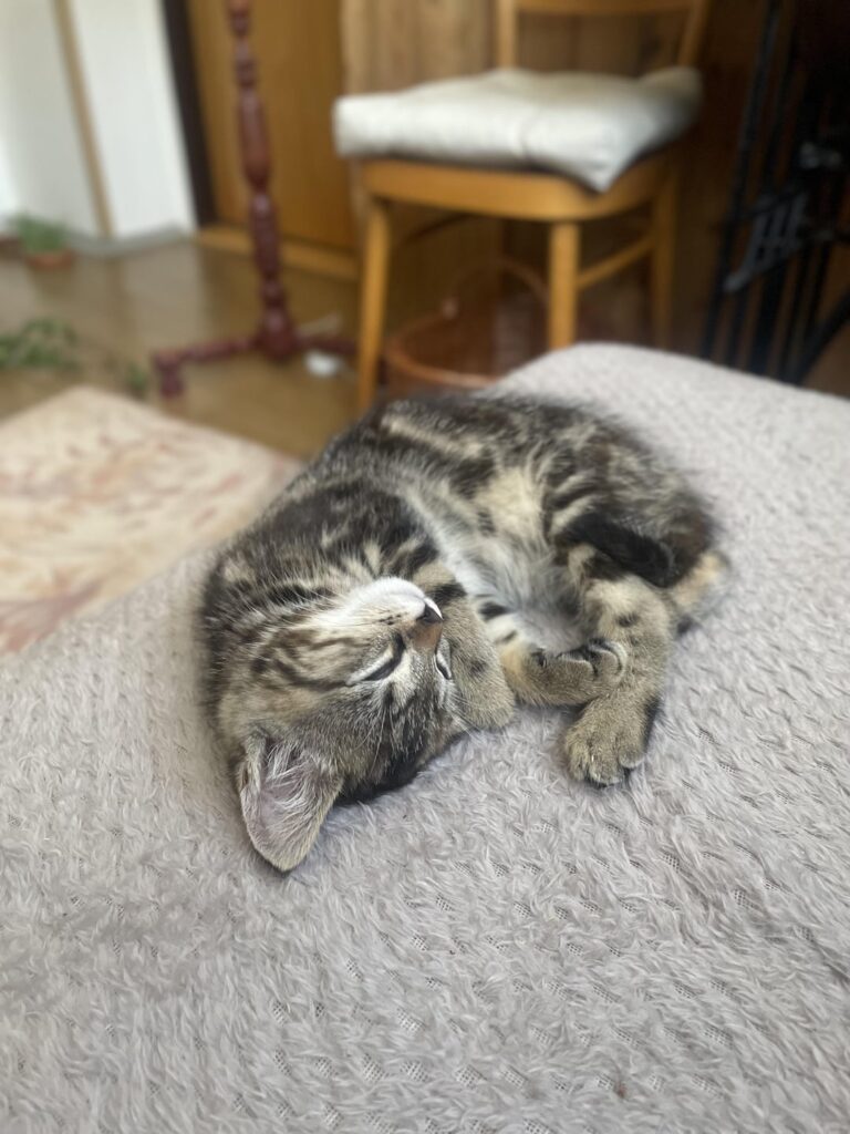 Die besten Lebensmittel für Katzen Die besten Lebensmittel für Katzen