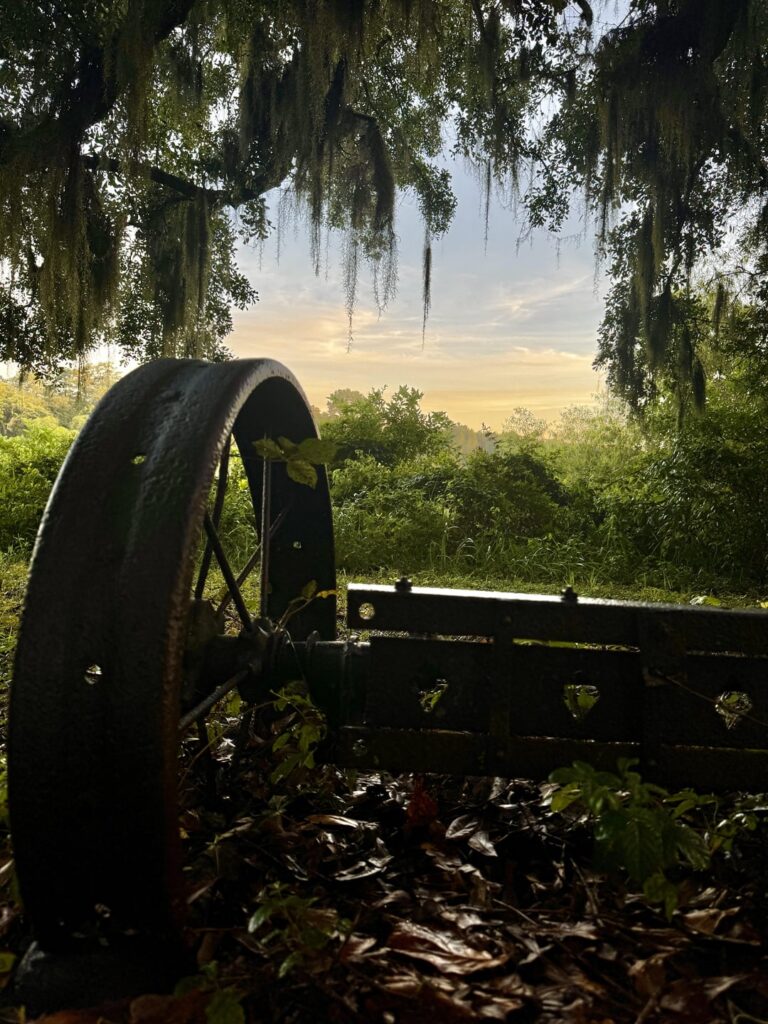 Schönheit in Nordflorida