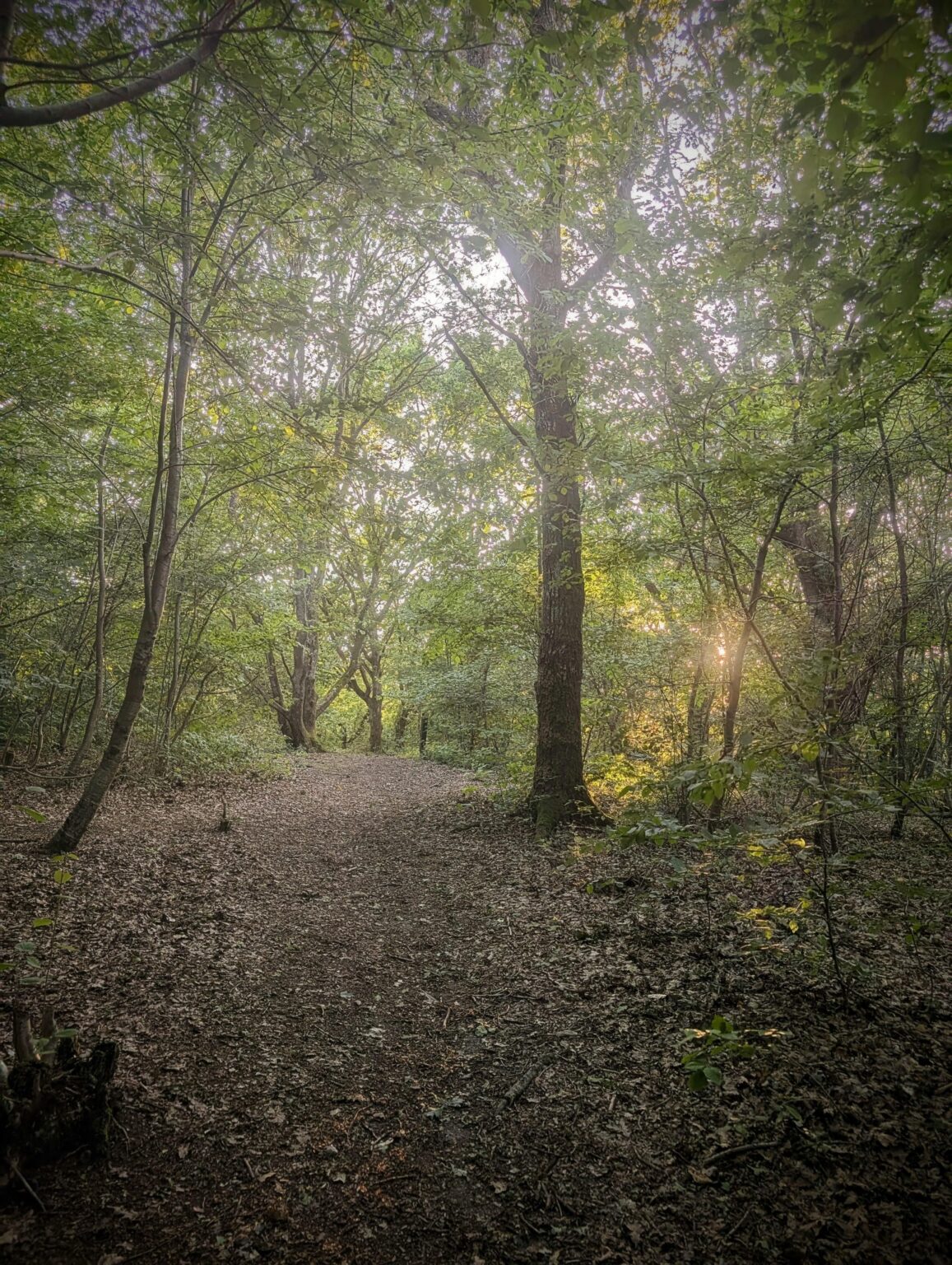 Gemütliche Waldstimmung während meiner Wanderung heute