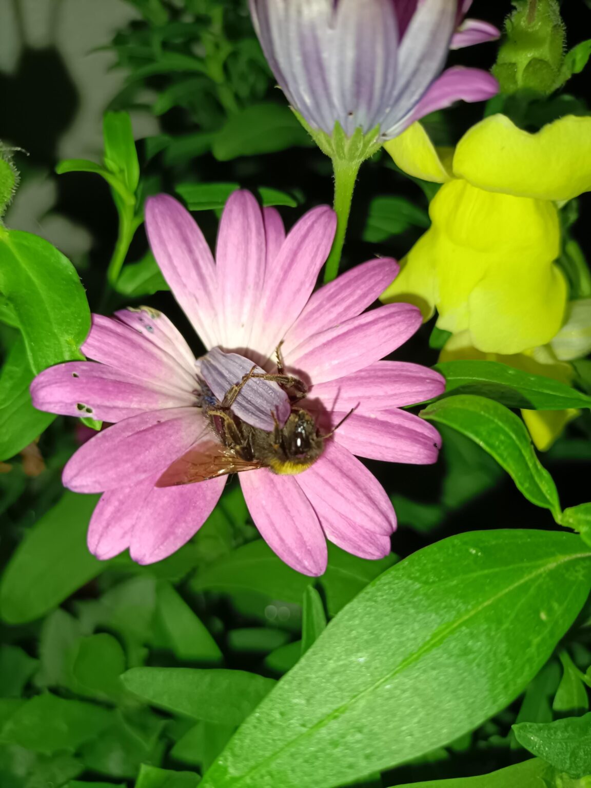 Hummel müde, Hummel schlafen.