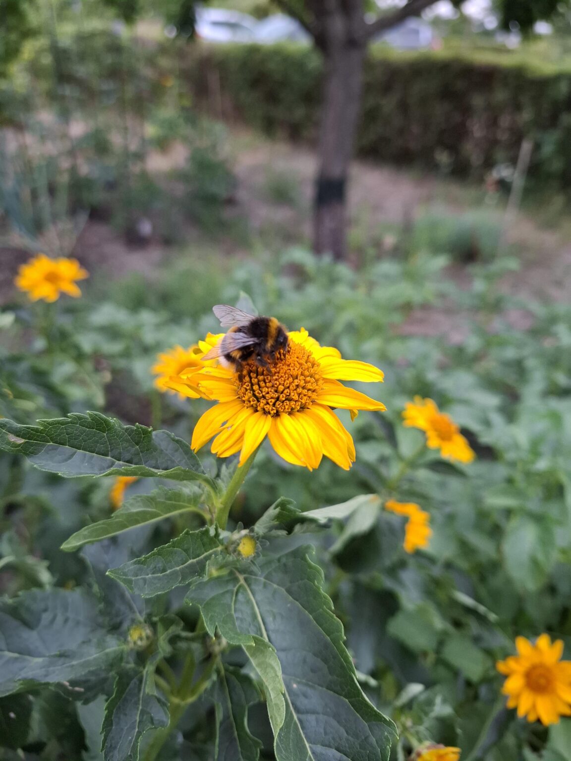 Im Garten