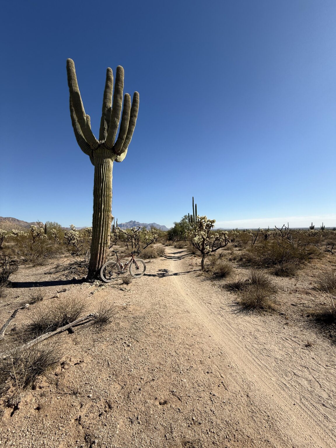 Riesiger Kaktus, Apache Junction, AZ