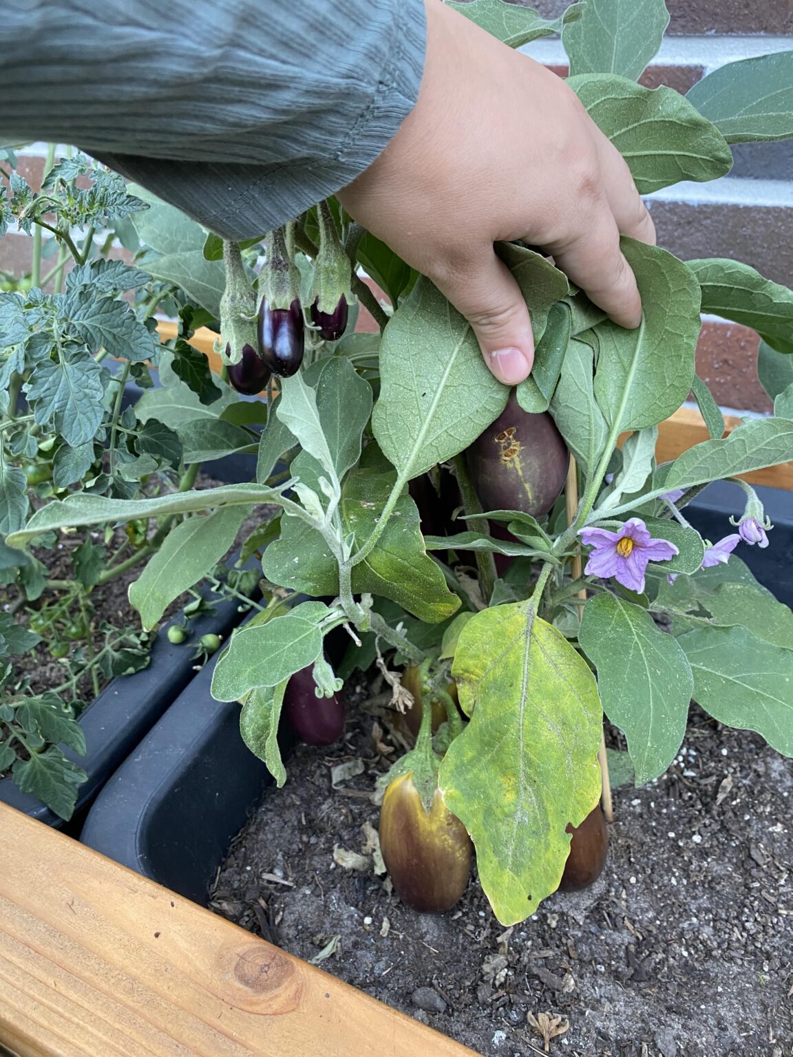 Nochmal meine Aubergine...