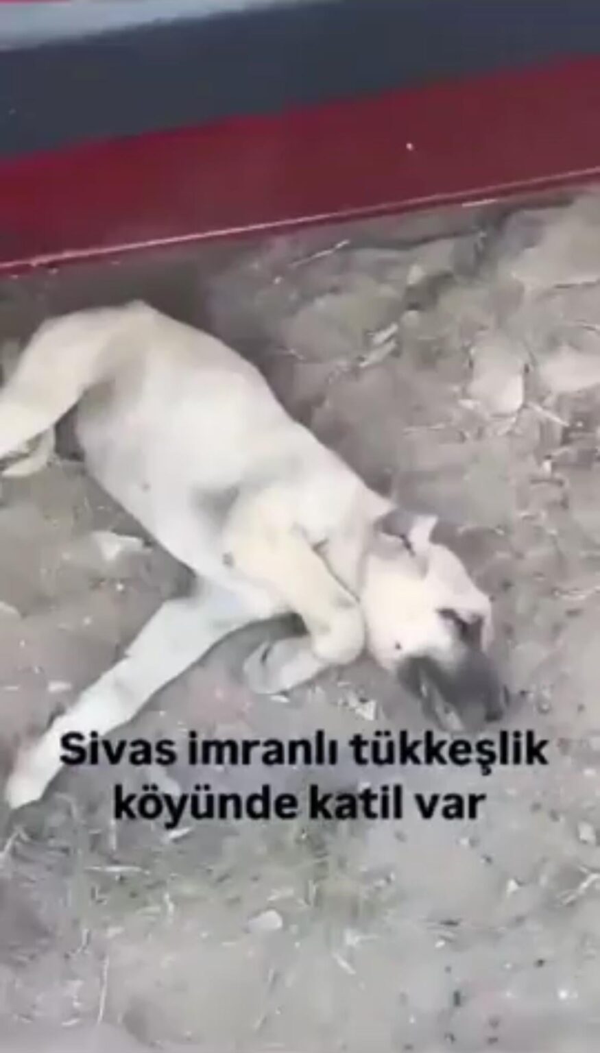 Ein älterer Mann im Dorf Sivas Topkeşlik hat den unschuldigen Hund mit einem Stock getötet und getötet Ein älterer Mann im Dorf Sivas Topkeşlik hat den unschuldigen Hund mit einem Stock getötet und getötet