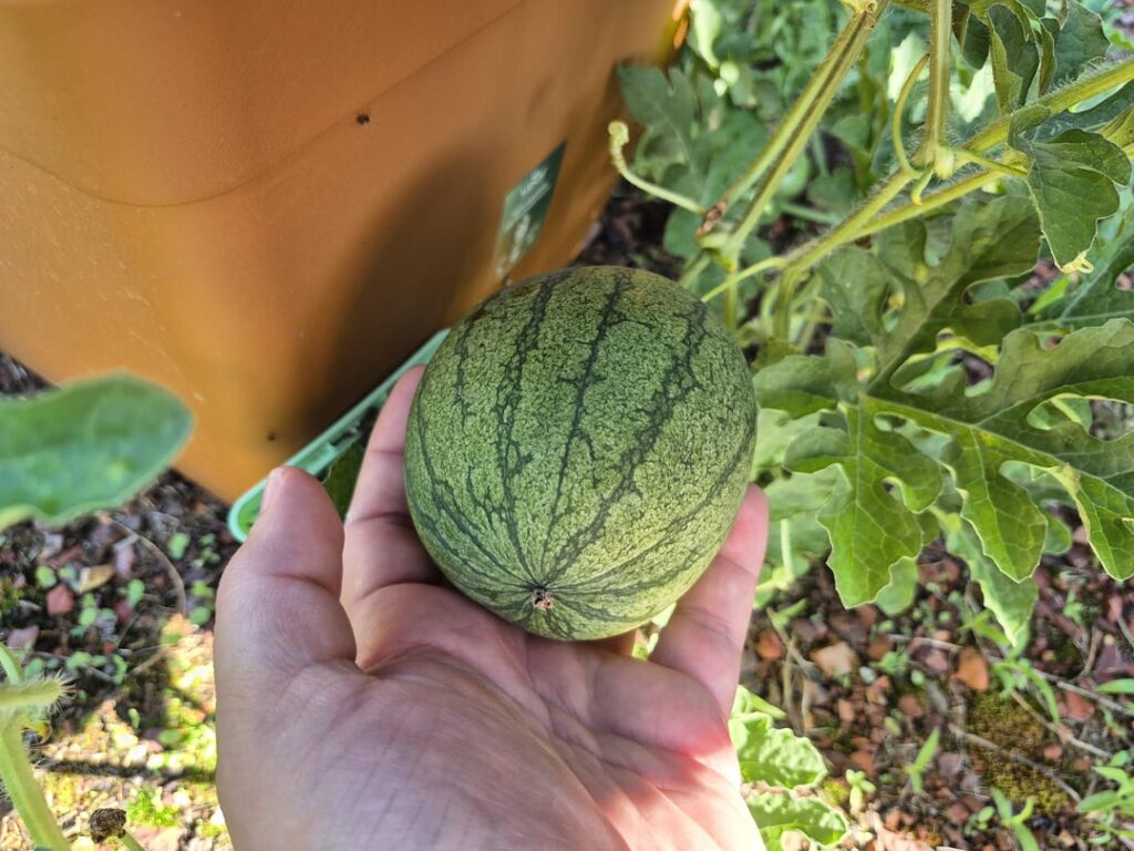 Mini Wassermelone fertig? Mini Wassermelone fertig?