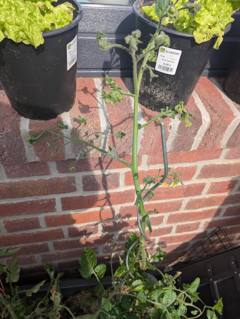 Tomaten - pure Verzweiflung