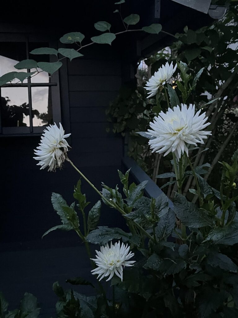 Abend im Garten