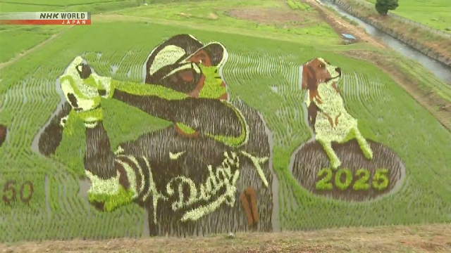 Ohtani und sein Hundestern in epischem Reisfeldkunstwerk