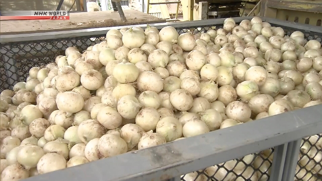 Zwiebelernte in Japans Region Kitami, Hokkaido, im Gange
