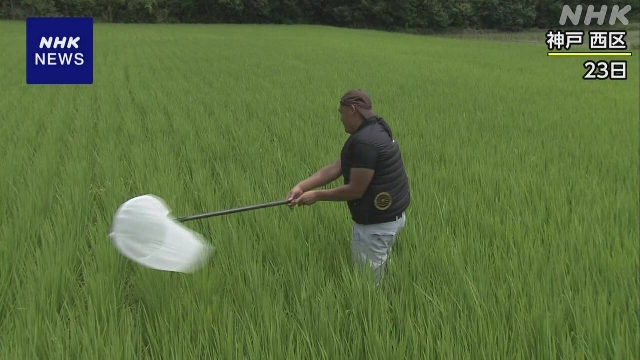 Die Präfektur West Japan warnt die Landwirte vor dem Ausbruch von Stink -Bug